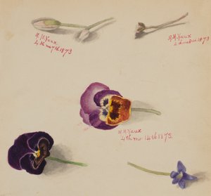 Sans titre - Étude de fleurs, 1873 - Mary Vaux Walcott