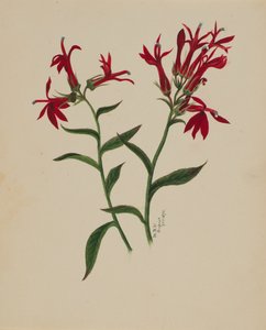 Sans titre - Étude de fleurs, 1876