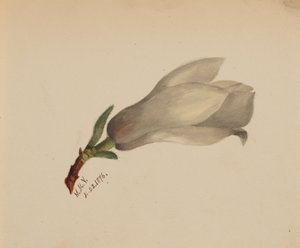 Sans titre - Étude de fleurs, 1876 - Mary Vaux Walcott