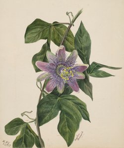 Sans titre--Étude de fleurs, 1879