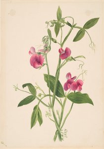 Sans titre - Étude de fleurs, 1879 - Mary Vaux Walcott