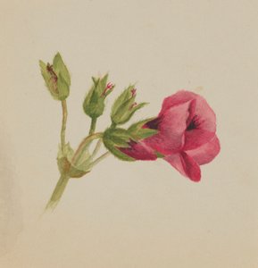 Sans titre - Étude de fleurs - Mary Vaux Walcott
