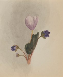 Sans titre--Étude de Fleurs - Mary Vaux Walcott