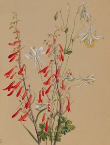 Sans titre--Étude de fleurs, vers 1883-1900