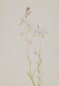 Sans titre--Étude de fleurs, n.d. - Mary Vaux Walcott