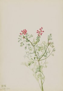 Sans titre - Étude de plantes - Mary Vaux Walcott