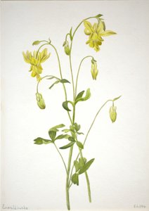 Sans titre - Étude de plantes - Mary Vaux Walcott
