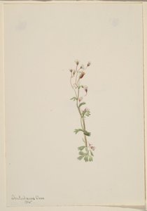 Sans titre - Étude de plantes - Mary Vaux Walcott