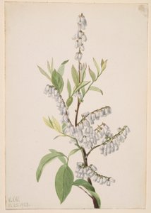 Sans titre - Étude de plantes - Mary Vaux Walcott