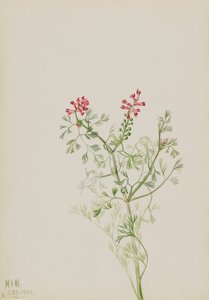 Sans titre--Étude de plante - Mary Vaux Walcott