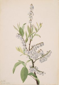 Sans titre - Étude de plantes - Mary Vaux Walcott