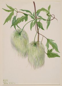 Sans titre--Étude de plantes, 1939 - Mary Vaux Walcott