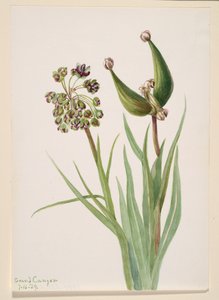 Sans titre - Étude de plante, 1939 - Mary Vaux Walcott