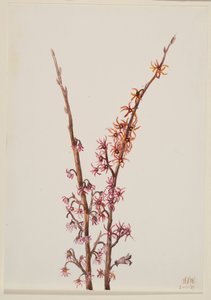 Sans titre - Étude de plante, 1939 - Mary Vaux Walcott