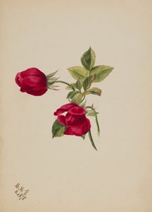 Sans titre--Rose, 1878 - Mary Vaux Walcott