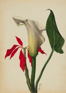 Sans titre (Lys de Calla) - Mary Vaux Walcott