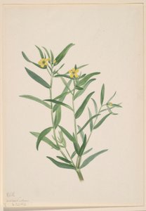 Sans titre (étude de fleur)