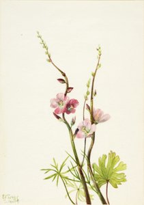 Sans titre (étude de fleur) - Mary Vaux Walcott