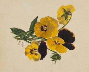 Sans titre (Pensées) - Mary Vaux Walcott