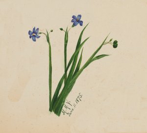 Sans titre, 1875 - Mary Vaux Walcott