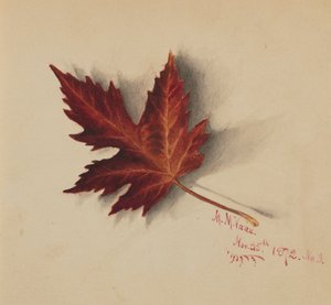 Feuille d