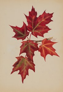 Sans titre Feuilles d