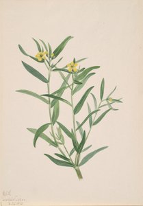 Étude de fleurs sans titre, 1923