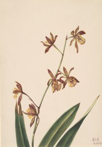 Étude de fleurs sans titre, 1924 - Mary Vaux Walcott