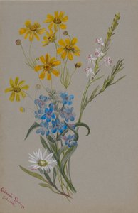 Sans titre, Groupe de Fleurs - Mary Vaux Walcott