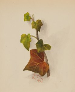 Sans titre Lierre, 1874