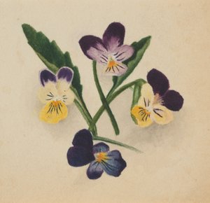 Pensées sans titre - Mary Vaux Walcott