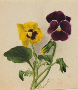 Sans titre Pensées, 1875 - Mary Vaux Walcott