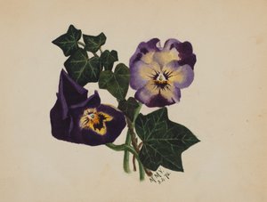 Sans titre Pensées et Lierre, 1876 - Mary Vaux Walcott