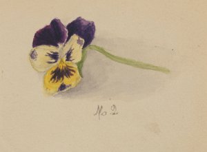 Sans titre Pensée, 1872 - Mary Vaux Walcott