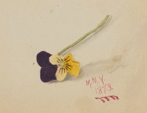 Pensée sans titre, 1873 - Mary Vaux Walcott
