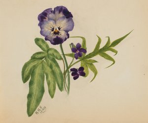Pensée sans titre, 1876 - Mary Vaux Walcott