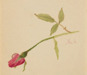 Sans titre Rose, 1872 - Mary Vaux Walcott