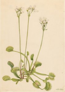 Piège à mouches de Vénus (Dionaea muscipula) - Mary Vaux Walcott