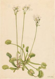 Dionée attrape-mouche, Dionaea muscipula, 1918 - Mary Vaux Walcott