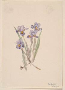 Iris vernale (Iris verna) - Mary Vaux Walcott