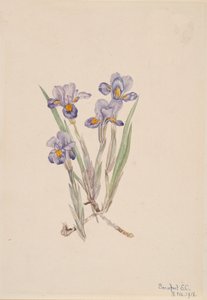Iris vernal, 1918 - Mary Vaux Walcott