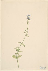 Veronica serpyllifolia - Mary Vaux Walcott