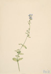 Veronica serpyllifolia, 1911 - Mary Vaux Walcott