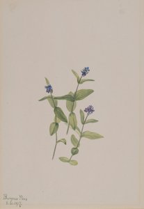 Veronica wormskjoldii, 1917 - Mary Vaux Walcott