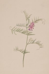 Vicia americana, vers 1917-1918