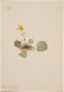 Viola orbiculata - Mary Vaux Walcott