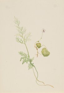 Viola palustris - Mary Vaux Walcott