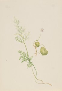 Viola palustris, vers 1917-1918 - Mary Vaux Walcott