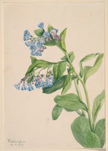 Myrtille de Virginie (Mertensia virginica)