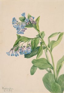 Mertensia virginica, 1919